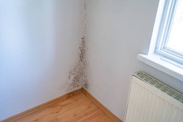 Por qué algunas humedades vuelven a aparecer después de reparar una pared